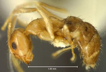 Media type: image; Entomology 21675   Aspect: habitus lateral view
